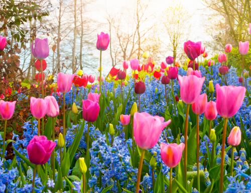 The Science Behind Flowers